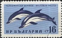 [Black Sea Marine Life, 유형 AMX]