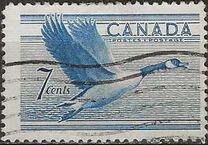 [Birds - Canada Goose, típus GD]
