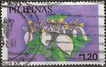 [Cultivated Mussaendas, type AOL]