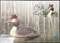 [Bird of the Year – Great Crested Grebe, type BDB]