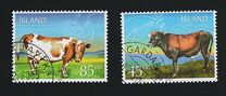 [Icelandic Cattle, 類型 ACZ]