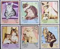 [Domestic Cats, 유형 ZG]