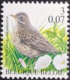 [Birds, タイプ CIJ]