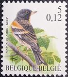 [Birds, タイプ CIK]