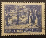 [Cedar of Lebanon, Zahle, type HV2]