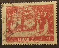 [Cedar of Lebanon, Zahle, type HV3]