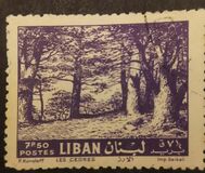 [Cedar of Lebanon, Zahle, type HV4]