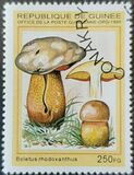 [Fungi, type ARE]