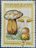 [Fungi, type ARE]
