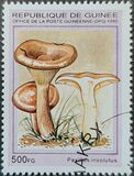 [Fungi, type ARH]