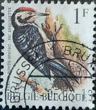 [Birds, type BNH]