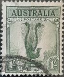 [Superb Lyrebird, тип N]