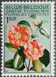 [flowers - Botanical Garden in Gent, type ALK]