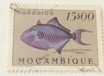 [Fish, Typ CT]