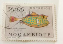 [Fish, Typ CW]