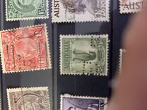 [Superb Lyrebird, тип N]