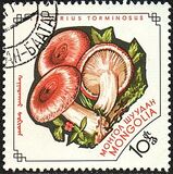 [Fungi, type KR]
