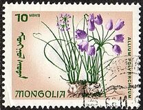[Local Flowers, tipas OB]