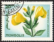 [Local Flowers, tipas OD]