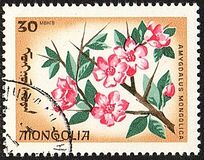 [Local Flowers, tipas OE]