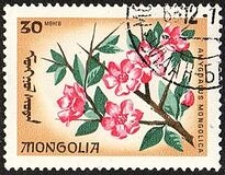[Local Flowers, tipas OE]
