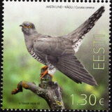 [Bird of the Year - The Common Cuckoo, type BHK]