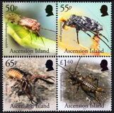 [Insects of Ascension, 类型 AWQ]