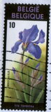 [Flower Exhibition in Gent, Tip BNN]