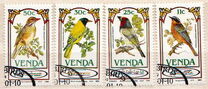 [Songbirds, type CY]