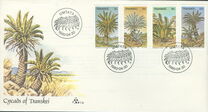 [Palm Ferns, type BT]