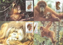 [Endangered Animals - The Orangutan, type AXB]