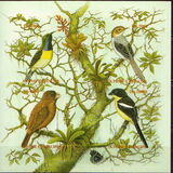 [Birds, प्रकार BCA]