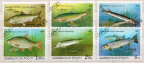 [Fish, տեսակ AP]