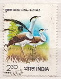 [International Symposium on Bustards, Juipur, ประเภท YP]