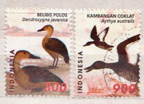 [Birds - Ducks, Tip BYJ]