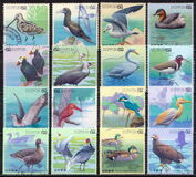 [Water Birds - Latham's Snip & Brown Booby, type CHE]