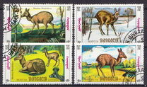 [Siberian Musk Deer, type BWE]