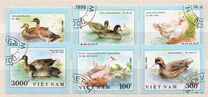 [Ducks, type ASZ]