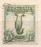 [Superb Lyrebird, Typ N]