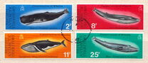 [Conservation of Whales, Вид AX]