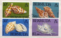 [Sea Shells, type KG]