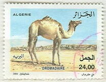 [Dromedary, type AQV]