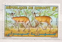 [Salt's Dik-dik, tyyppi MS]