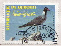 [White-eyed Gull, tyyppi MX]