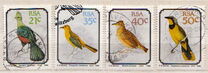 [Birds, סוג AAC]