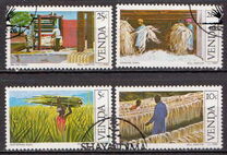 [Sisal Cultivation, type BB]
