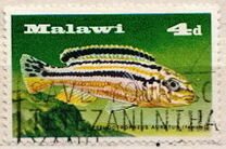 [Fish - Lake Malawi Cichlids, 類型 AS]
