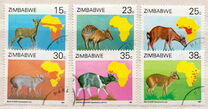 [Duikers of Africa Survey, Вид EI]