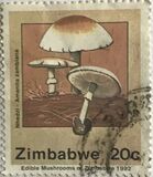 [Edible Mushrooms, ประเภท IM]