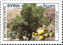 [International Tree Day, type BIN]